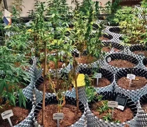 Noida Flat Becomes Unlikely ‘Nursery’ for Cannabis Sold on the Dark Web