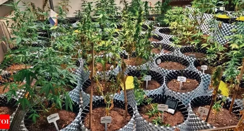 Noida cannabis farm raid