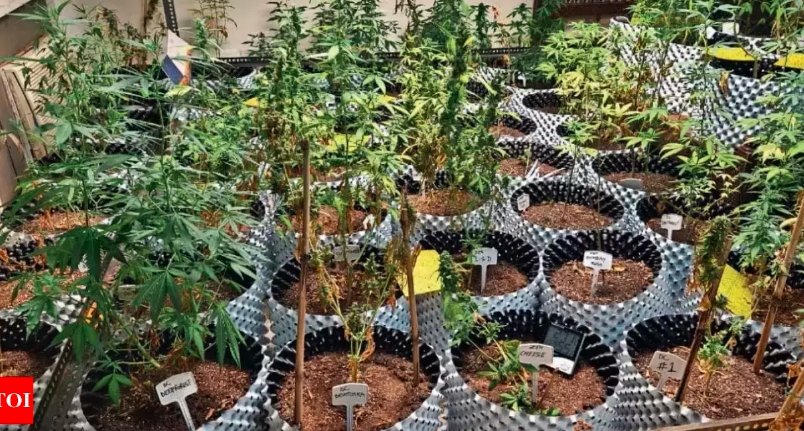 Noida cannabis farm raid