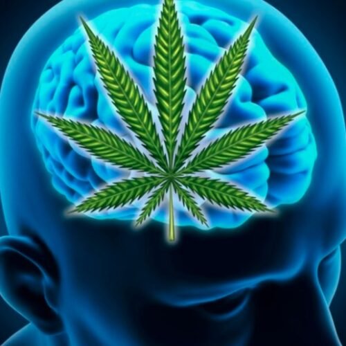 The Brain on Cannabis: Long-Term Use Shows Changes, But Is It Causal?