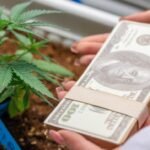 Trulieve Cannabis Director Jane Morreau Invests in Shares Amid Market Volatility