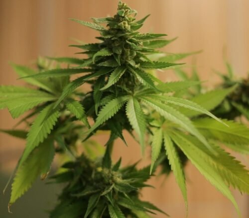 Vermont Moves to Enhance Cannabis Retail Training Amid Shifting Patient Trends