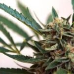 Lawsuit Alleges Unlawful Denial of Social Equity Cannabis License Applications in Minnesota