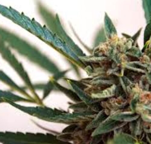 Lawsuit Alleges Unlawful Denial of Social Equity Cannabis License Applications in Minnesota