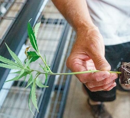 Cannabis Business Applicants Sue Minnesota Over License Denials, Seek to Delay Lottery