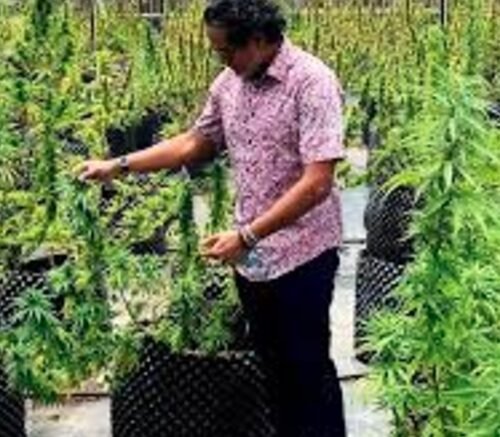 Raising Capital in the Cannabis Business: Pitfalls and Possibilities