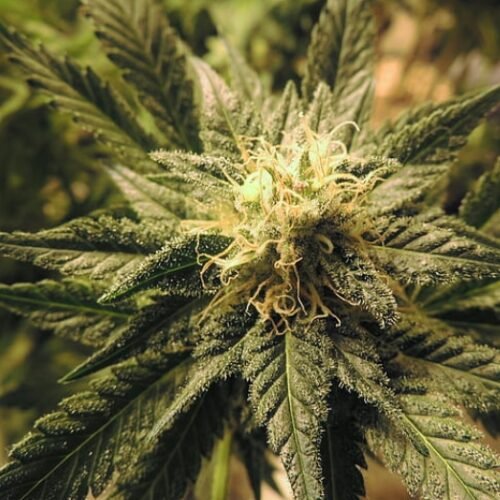 Anti-Marijuana Campaign Outspends Question 300 Supporters 11-to-1