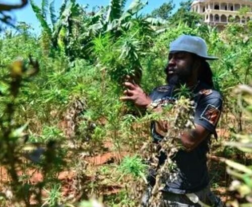 Cannabis Farmers Struggling as Challenges Mount for Jamaica’s Licensed Growers