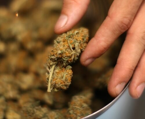 We Need to Ensure Legal Cannabis Is Safe