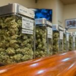 Minnesota Cannabis License Denials: Two-Thirds of Applicants Rejected in Initial Round