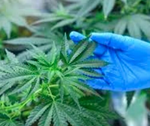 What to Expect from Next Week’s Cannabis Rescheduling Hearing