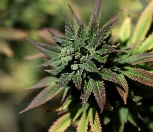 Cannabis Use During Pregnancy Rewires the Fetal Brain