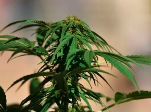 Is Weed Still Legal in Thailand? Here’s What Tourists Need to Know Amid Government U-Turn