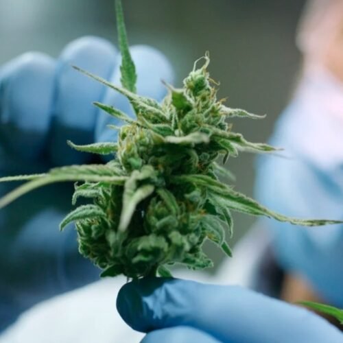 Cannabis Use Linked to Chromosomal Damage and Increased Cancer Risk, Study Warns