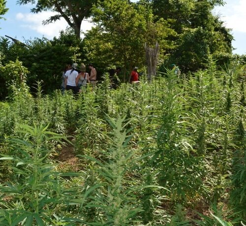 Police Use Drones to Bust 3.55 Acres of Ganja Fields in ASR District, Andhra Pradesh