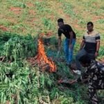 drone surveillance cannabis plantation Andhra Pradesh