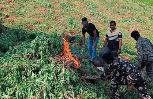 Police Use Drones to Detect and Destroy 5 Acres of Cannabis Cultivation in Andhra Pradesh