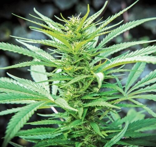Will Himachal’s Cannabis Resolution Open a Pandora’s Box?