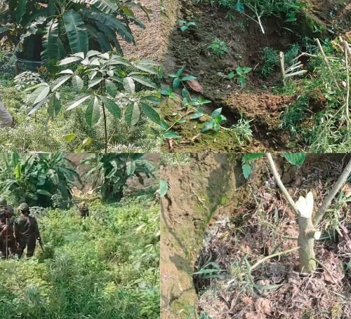 BSF Destroys Illegal Cannabis Cultivation Spread Over 10 Hectares in Tripura