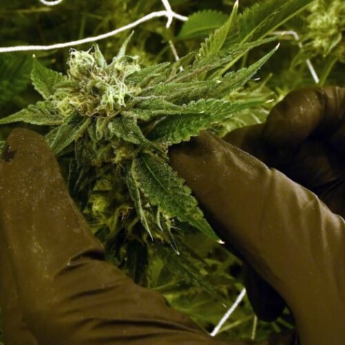 Kentucky Awards First Medical Cannabis Dispensary Licenses, More to Come in December