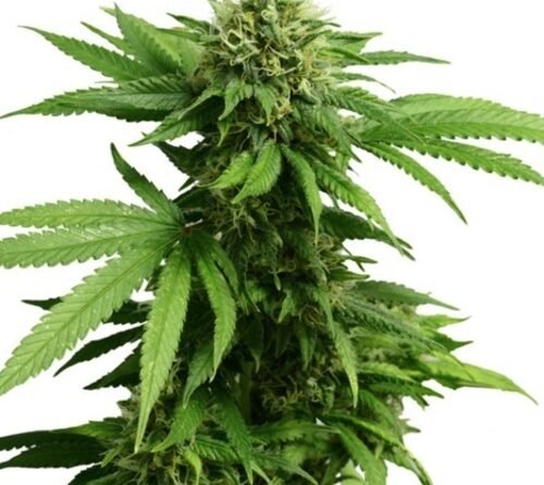 Medical Cannabis Market Poised for Explosive Growth, Projected to Hit $91 Billion by 2032