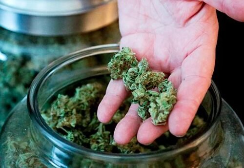 The Divide in Cannabis Use in New Zealand