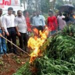 police operation ganja plantation destruction