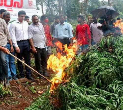 3.55 Acres of Ganja Plants Destroyed in ASR District in Major Police Operation