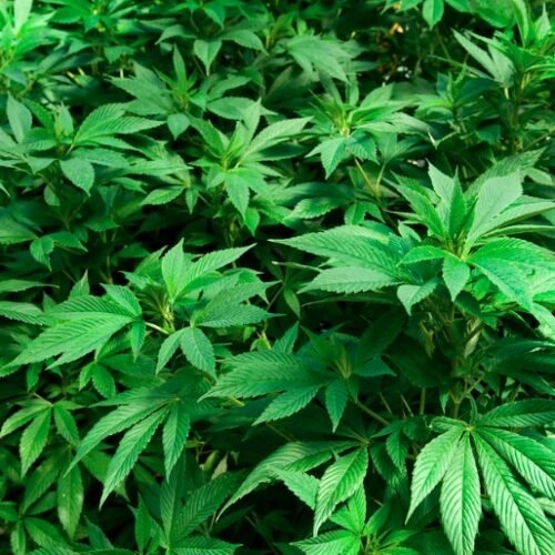 Privacy Law Issues Confronting the Cannabis and Hemp Economy: A New Webinar for Lawyers