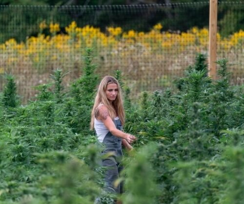 Cannabis Farmers File Lawsuit Against New York’s Cannabis Rollout, Claiming Market Inequities