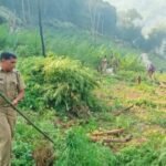 Odisha cannabis destruction Green Clean Mission Gajapati