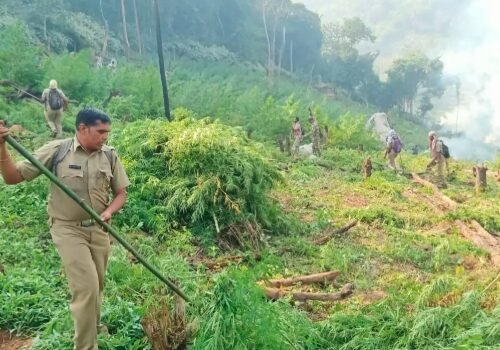 Illegal Cannabis Cultivation Worth Rs 9 Crore Destroyed Inside Odisha’s Wildlife Sanctuary