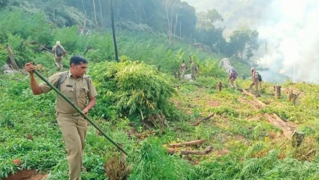 Odisha cannabis destruction Green Clean Mission Gajapati