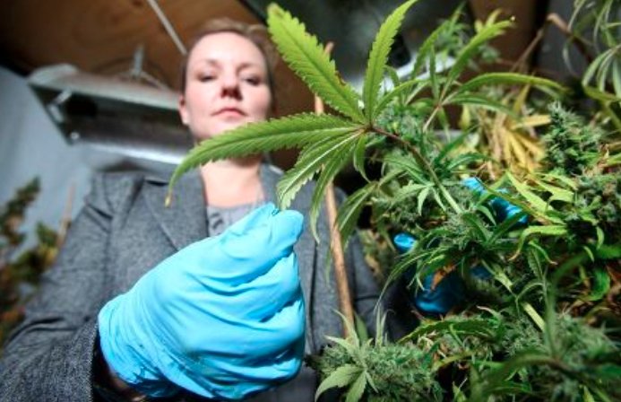 Police inspecting cannabis plants at the warehouse