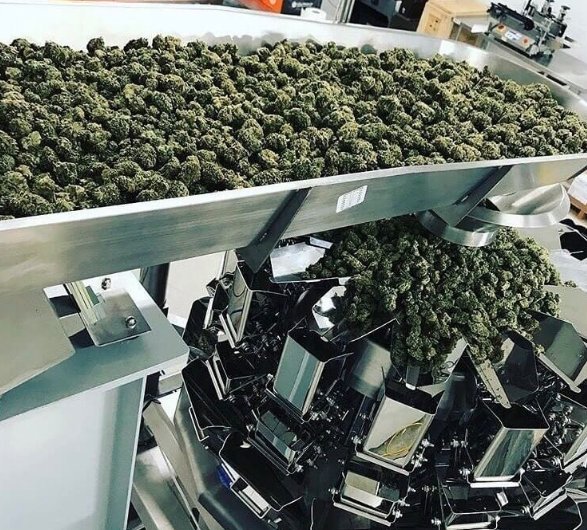 automation, cannabis packaging