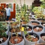 cannabis cultivation backyard police raid India 2024