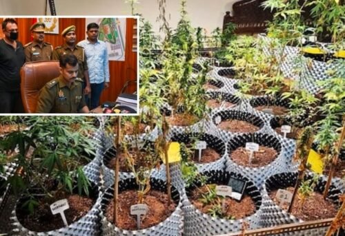 Warangal Police Arrest 72-Year-Old for Growing Cannabis in Backyard