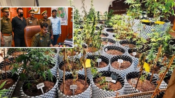 Warangal Police Arrest 72-Year-Old for Growing Cannabis in Backyard