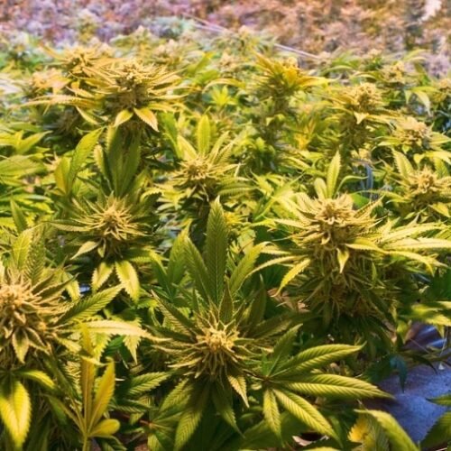 New Book “The Science of Weed” Offers Comprehensive Insight into Cannabis