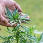 DEA’s Position on Marijuana Rescheduling Remains Unclear Amid Allegations of Bias