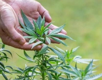 DEA’s Position on Marijuana Rescheduling Remains Unclear Amid Allegations of Bias