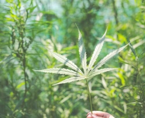 Marijuana Banking Bill Faces Uncertain Timeline Despite Growing Speculation