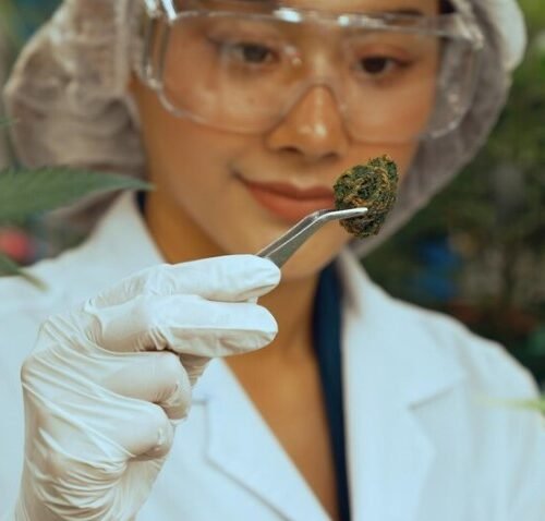 Ukraine Approves First Medical Cannabis Products, Paving the Way for Accessible Treatment