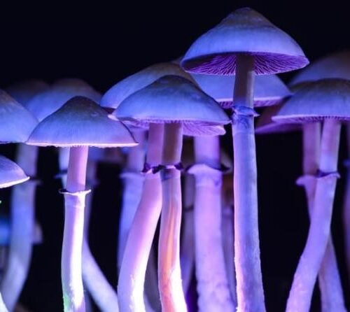 New Mexico House Committee Moves Psilocybin Therapy Bill Closer to Law