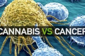 Medical Marijuana Shows ‘Significant Improvements’ in Cancer Symptoms, Study Finds