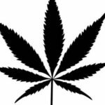 “Rolling Derby”: A First-of-Its-Kind Marijuana Competition Is Here to Test Your Joint-Rolling Skills