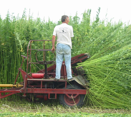 Texas Lawmaker Pushes Hemp Ban While Governor Urges Caution on THC Crackdown