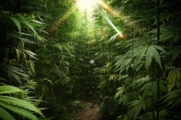 Delaware Opens Cannabis Sales to Adults, But Unequal Access Sparks Frustration