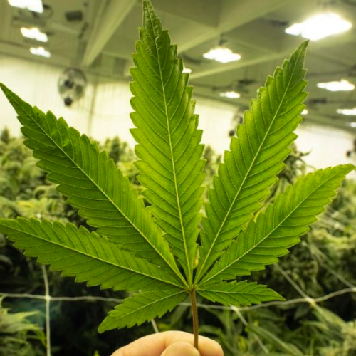 FDA Chief Warns Cannabis Products Like Delta-8 May Cause Heart Issues, Psychosis