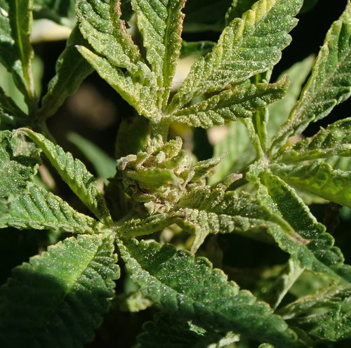 Federal Contract for Marijuana Research Supply Halted After Trump-Era Cost-Cutting Push